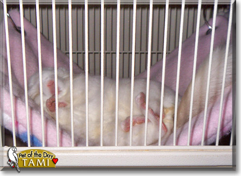 Tami, the Pet of the Day