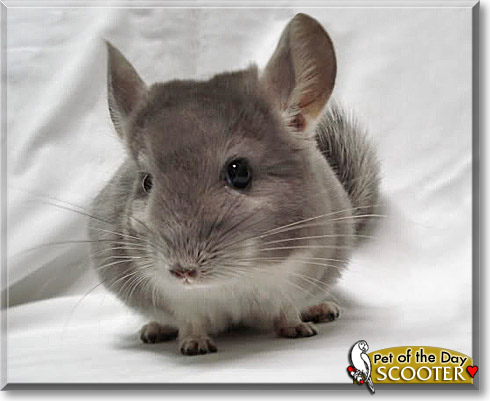 Scooter, the Pet of the Day