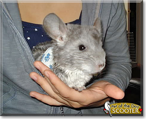 Scooter, the Pet of the Day