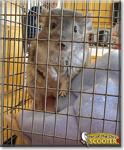 Scooter, the Pet of the Day