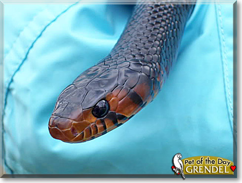 Grendel, the Pet of the Day