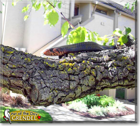 Grendel, the Pet of the Day