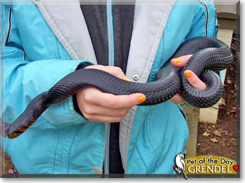 Grendel, the Pet of the Day