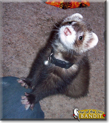 Bandit, the Pet of the Day