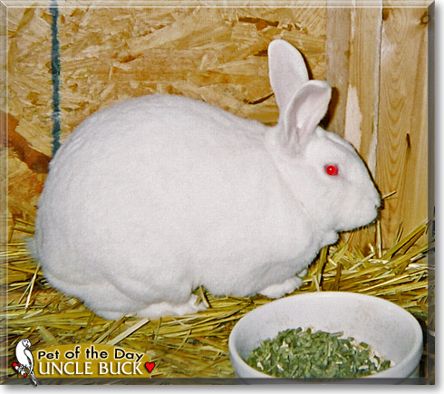 Uncle Buck, the Pet of the Day