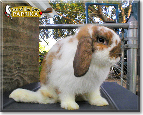 Paprika, the Pet of the Day