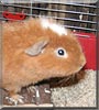 Hugo
