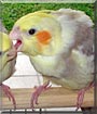 Calopsita