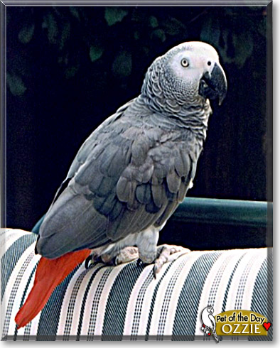 Ozzie, the Pet of the Day