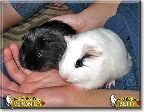Betty, Veronica, the Pet of the Day Betty, Veronica, the Pet of the Day