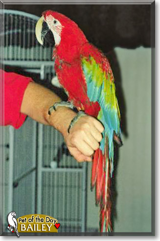 Bailey, the Pet of the Day