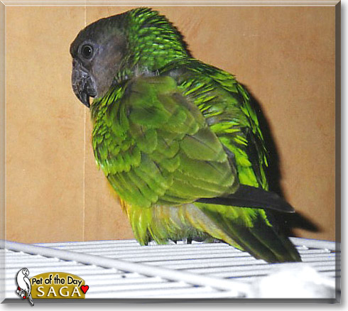 Saga, the Pet of the Day