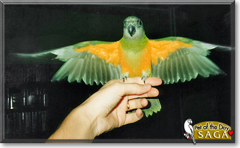 Saga, the Pet of the Day