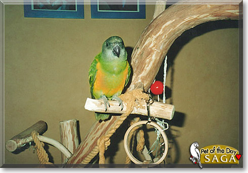 Saga, the Pet of the Day