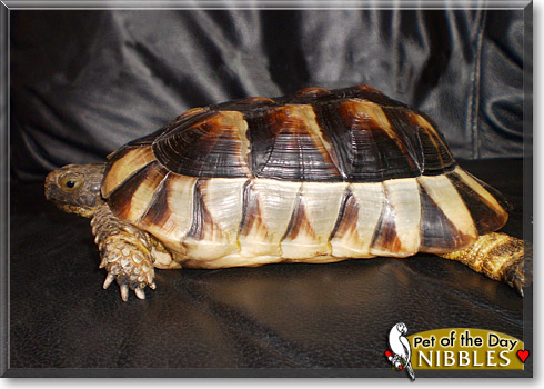 Nibbles, the Pet of the Day