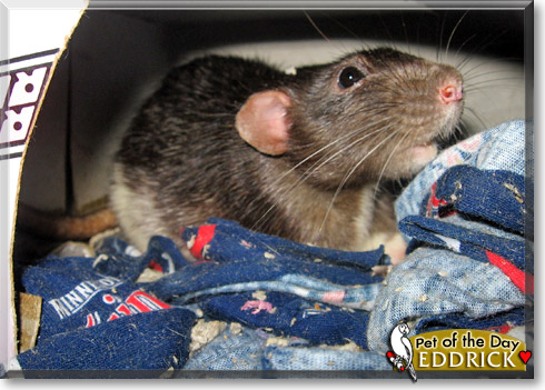 Eddrick, the Pet of the Day