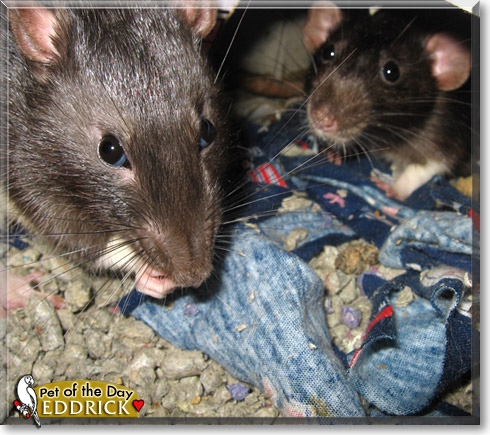 Eddrick, the Pet of the Day