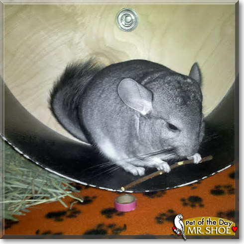 Mr. Shoe, the Pet of the Day