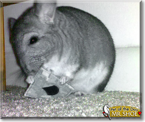 Mr. Shoe, the Pet of the Day