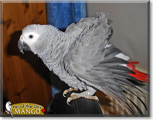 Mango, the Pet of the Day