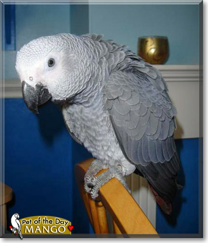Mango, the Pet of the Day