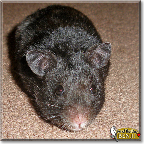 Benji, the Pet of the Day