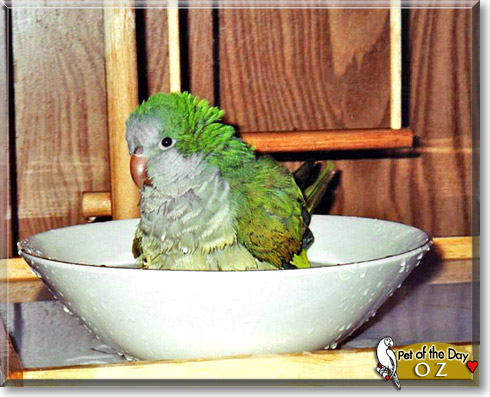 Oz, the Pet of the Day