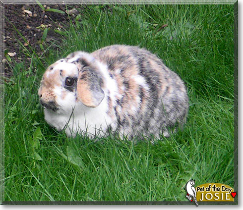 Josie, the Pet of the Day