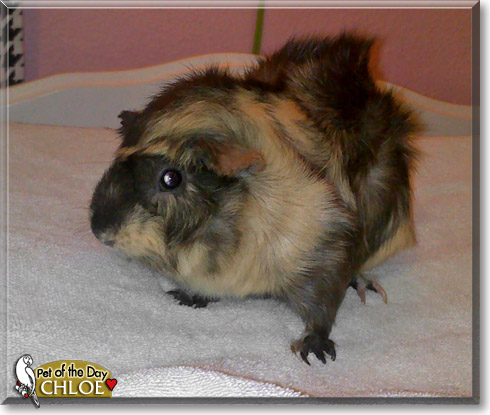 Chloe, the Pet of the Day