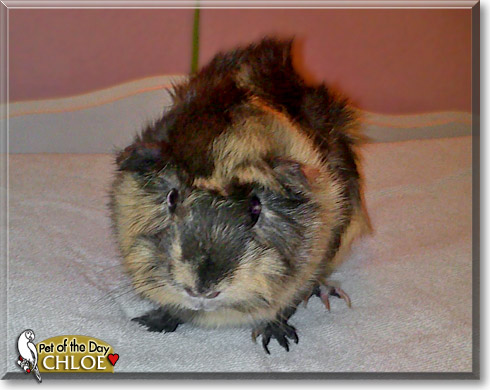 Chloe, the Pet of the Day