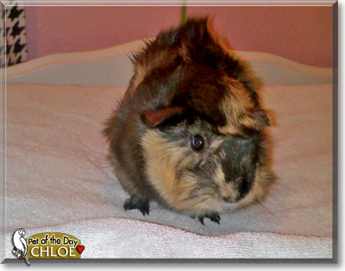 Chloe, the Pet of the Day