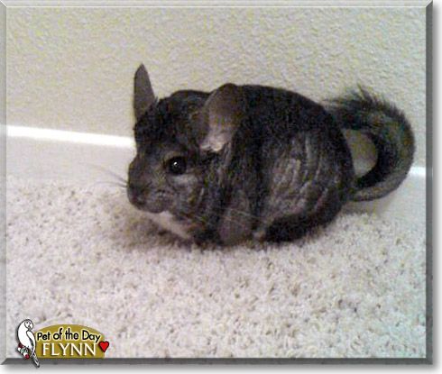 Flynn, the Pet of the Day