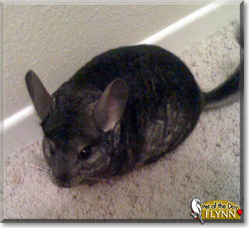 Flynn, the Pet of the Day