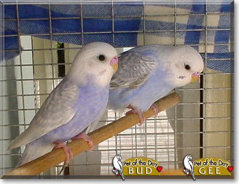 Bud, Gee, the Pet of the Day