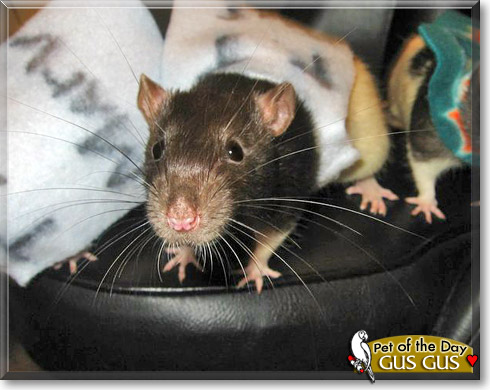Gus Gus, the Pet of the Day