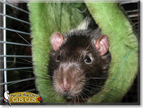 Gus Gus, the Pet of the Day