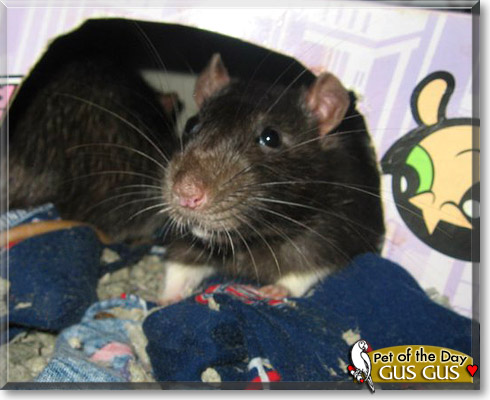 Gus Gus, the Pet of the Day