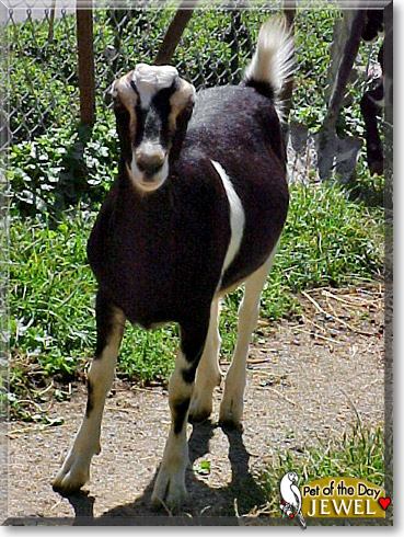 Jewel, the Pet of the Day