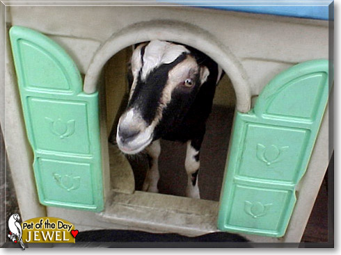 Jewel, the Pet of the Day