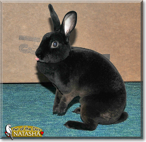 Natasha, the Pet of the Day