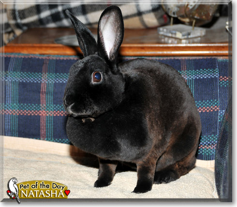 Natasha, the Pet of the Day