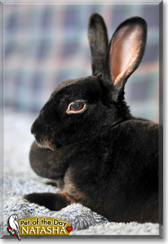 Natasha, the Pet of the Day