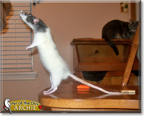 Archie, the Pet of the Day