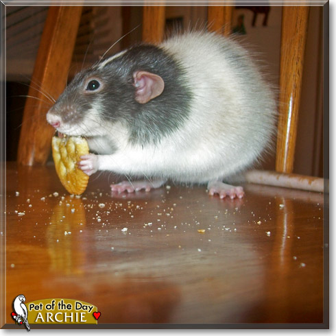 Archie, the Pet of the Day