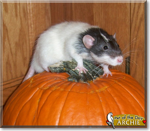 Archie, the Pet of the Day