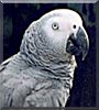 Ozzie