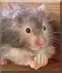 Gus