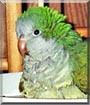 Oz