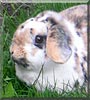 Josie