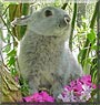 Thumper